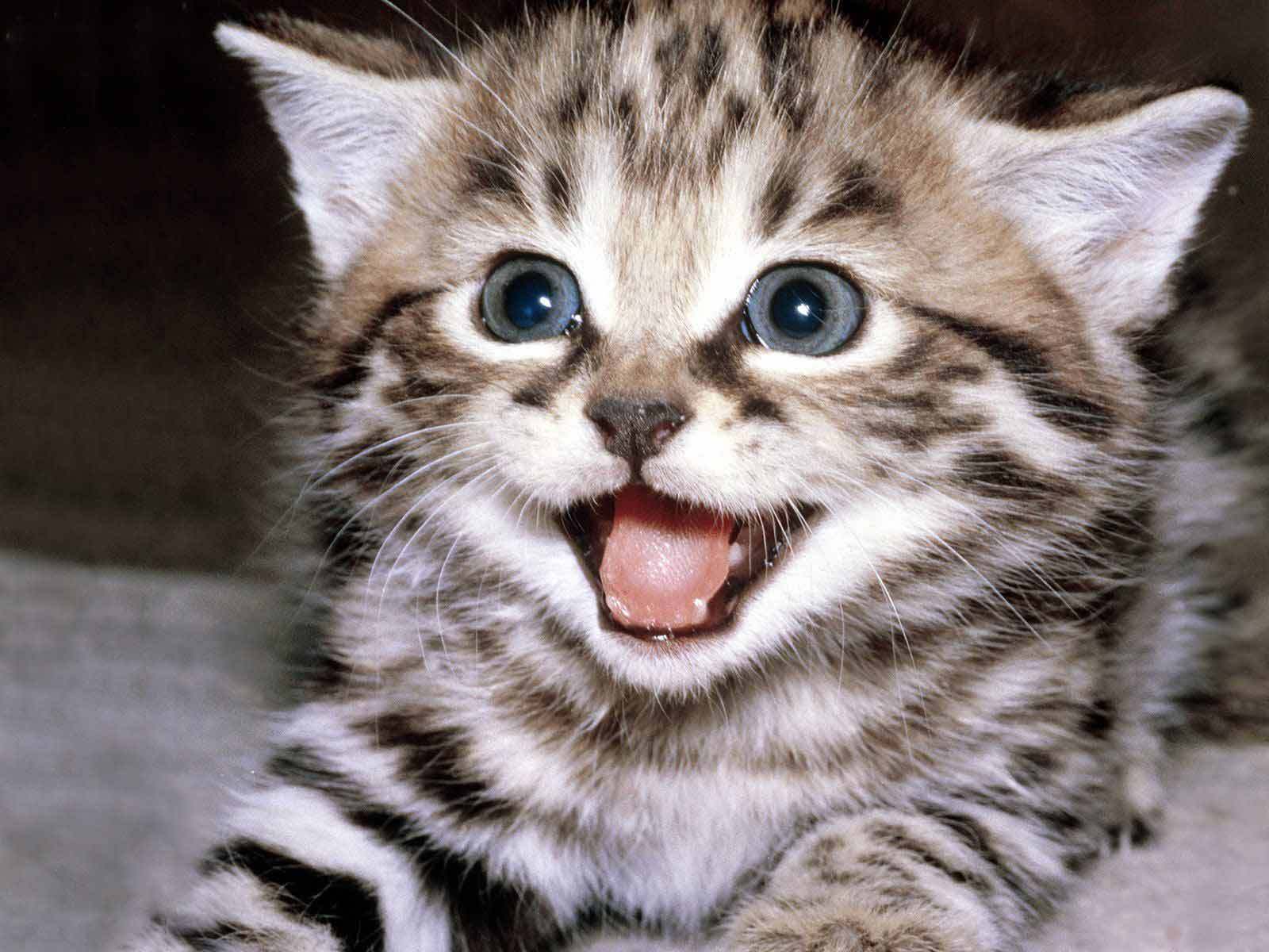 Happy kitten shop